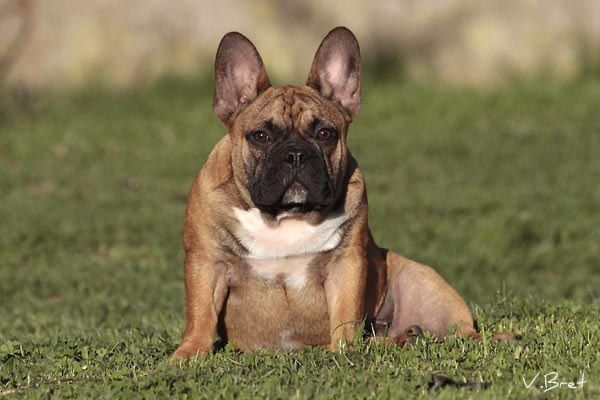 Charlie of gold giant