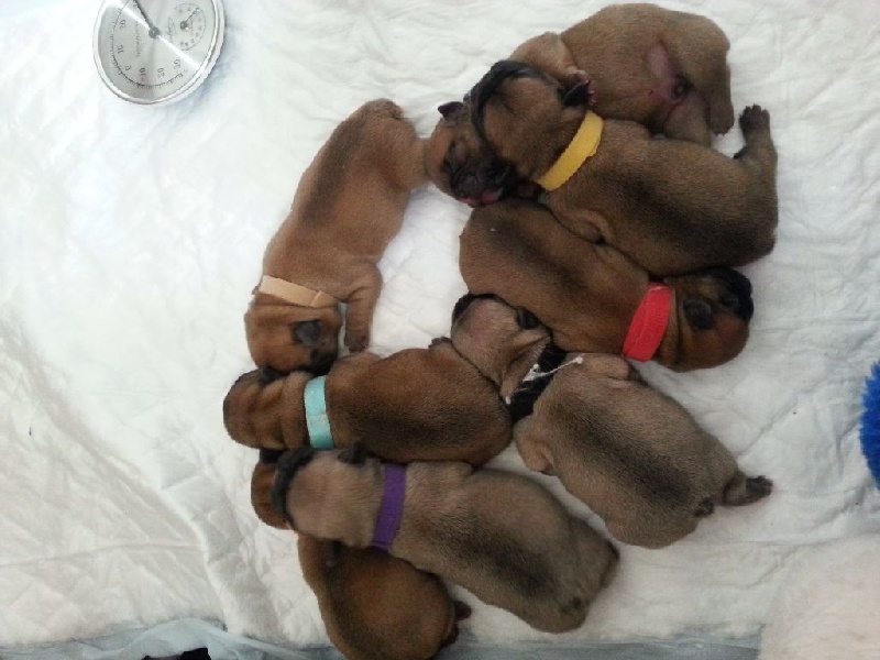 Les bébés