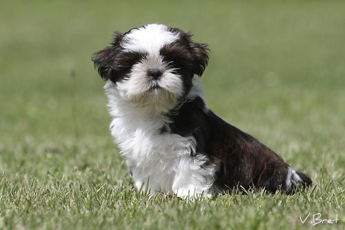 Du Domaine Des Winners - Shih Tzu - Portée née le 08/04/2018
