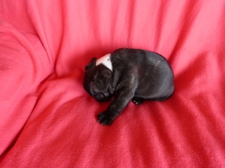 Du Domaine Des Winners - Bouledogue français - Portée née le 25/02/2013